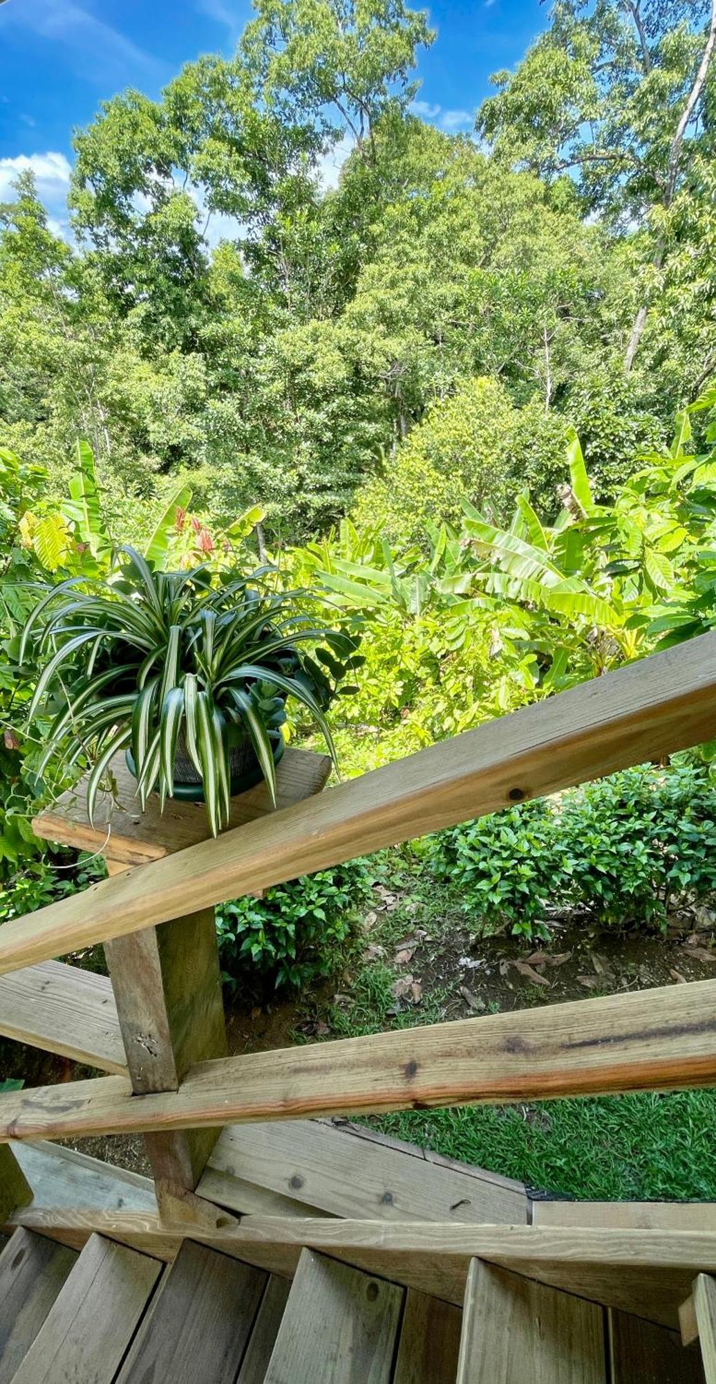 Eden Jungle Lodge Bocas del Toro Exterior foto